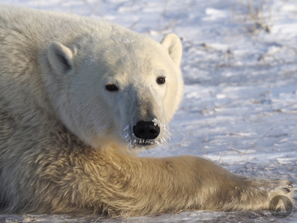 Portret młodego niedźwiedzia polarnego na śniegu w Churchill