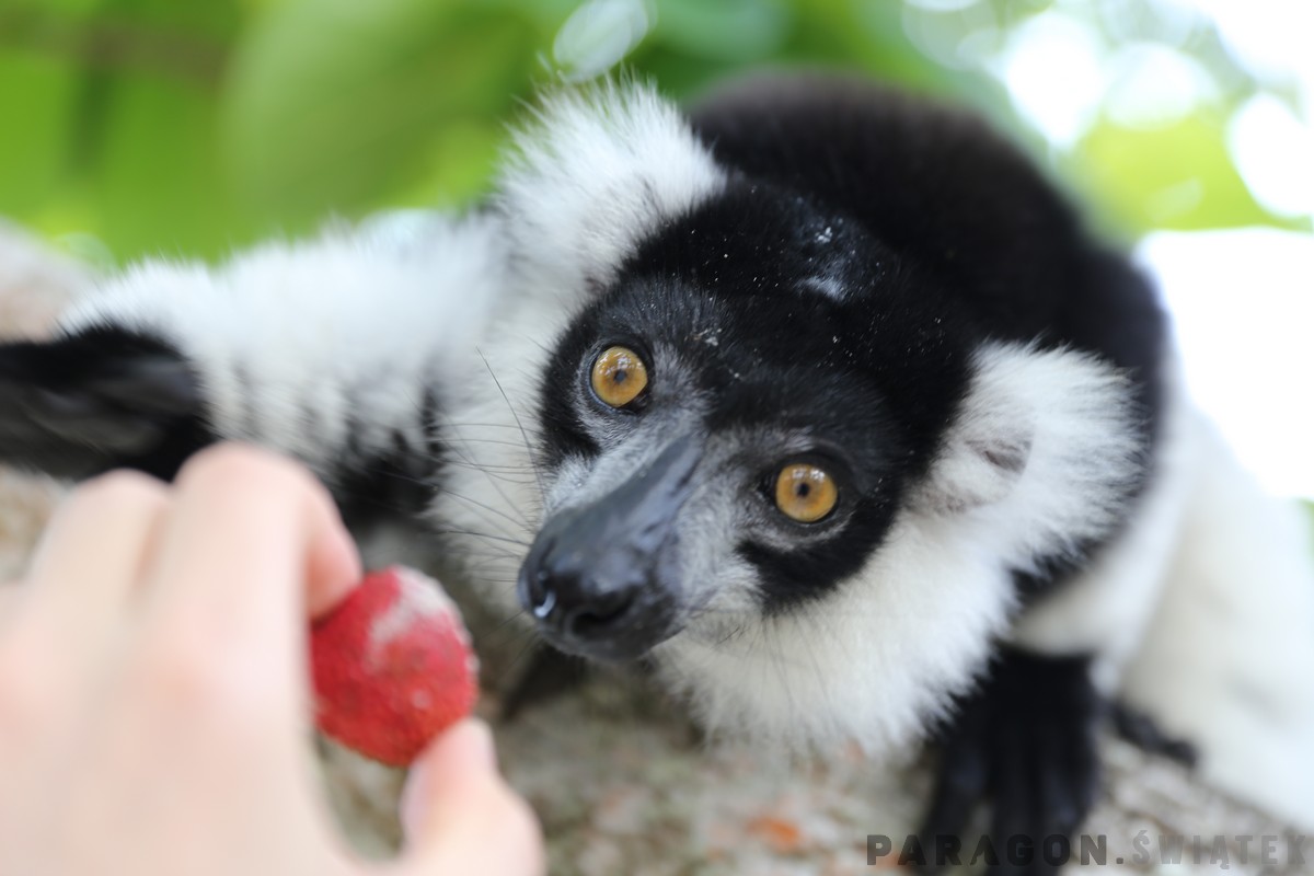 Lemur spoglądający w obiektyw na Madagaskarze